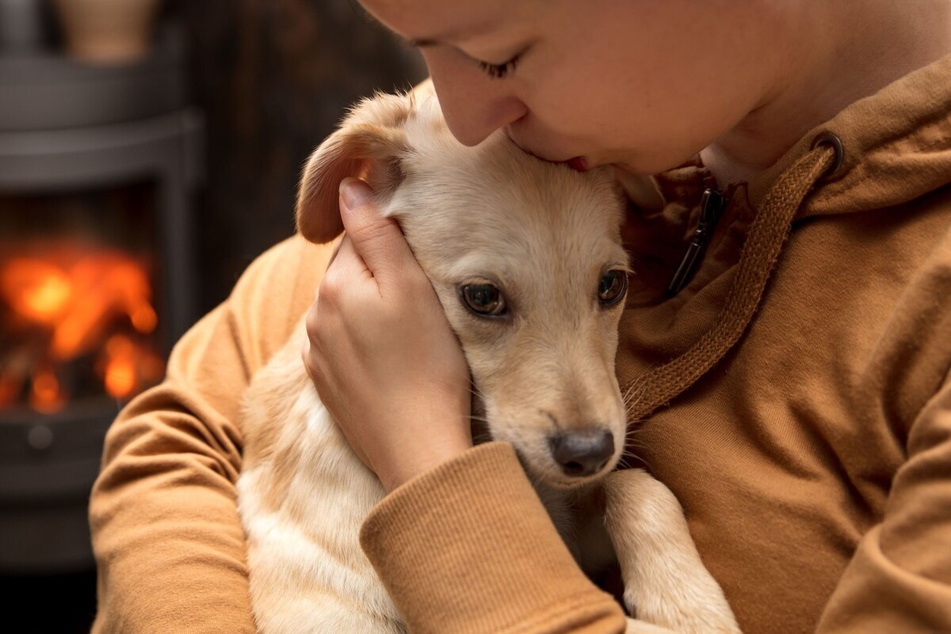 Rescue dogs may need a bit of love, and it might take a while to earn their trust.