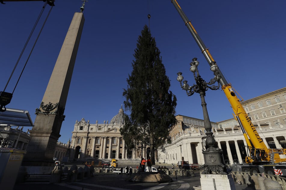 Ein Kran richtet die 28 Meter hohe Tanne auf dem Petersplatz im Vatikan auf.