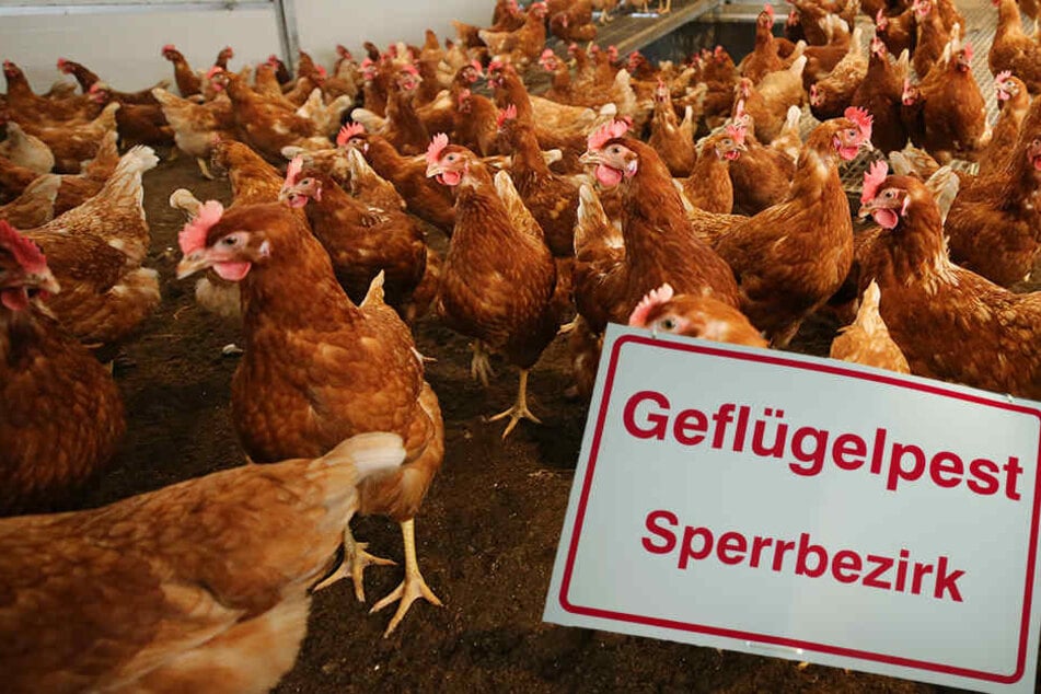 In Thüringen gilt wegen der Vogelgrippe eine landesweite Stallpflicht.