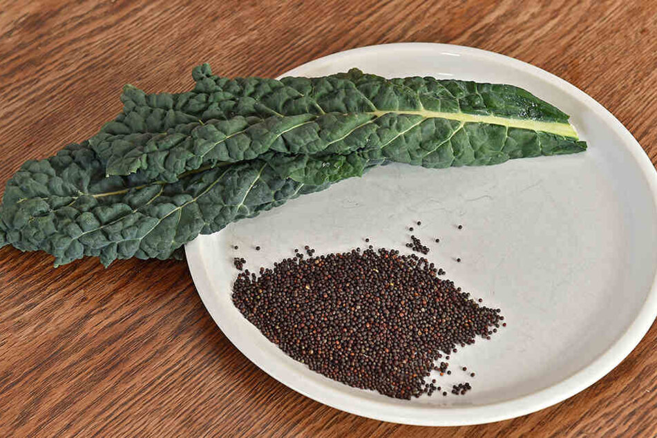 Der Palmkohl ("Negro Romano") ist eine sehr alte Sorte.