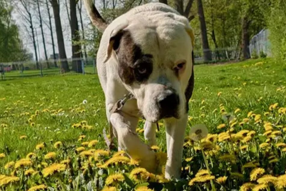 Un cruzado de Dogo Argentino llamado Rizzle, del refugio de animales de Hamburgo, busca un hogar lleno de amor.