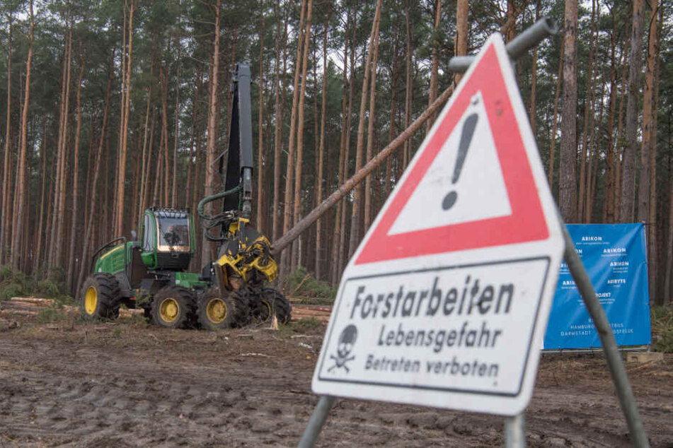 Die Bäume bleiben stehen: Wald-Rodung für Tesla gerichtlich gestoppt!