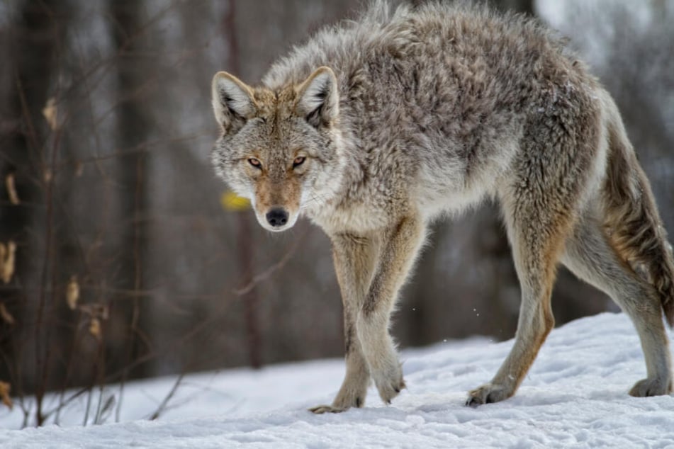 Das Verbreitungsgebiet der Kojoten erstreckt sich größtenteils über Zentralamerika bis in die nördlichen Regionen Kanadas und Alaskas.