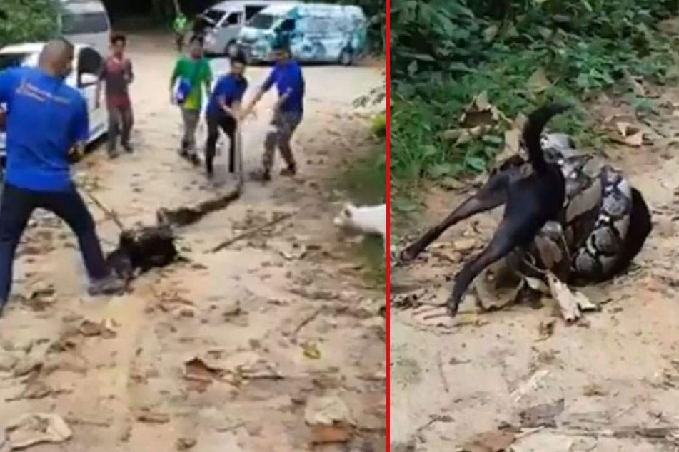 Nur weil die Männer nicht aufgeben, kann der Hund befreit werden.