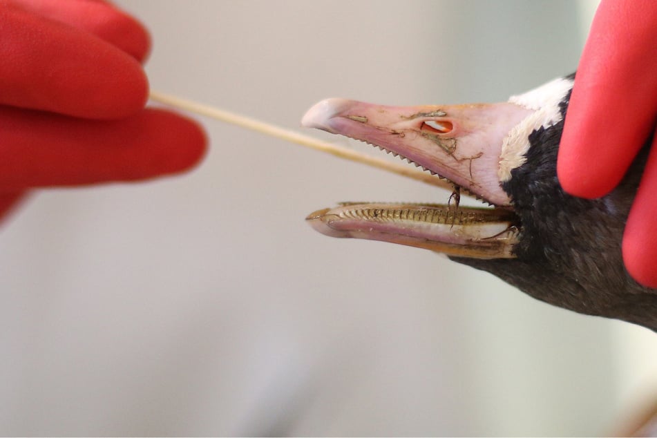 Ansteckung mit Vogelgrippe: Neuer H3N8-Fall bei Menschen entdeckt