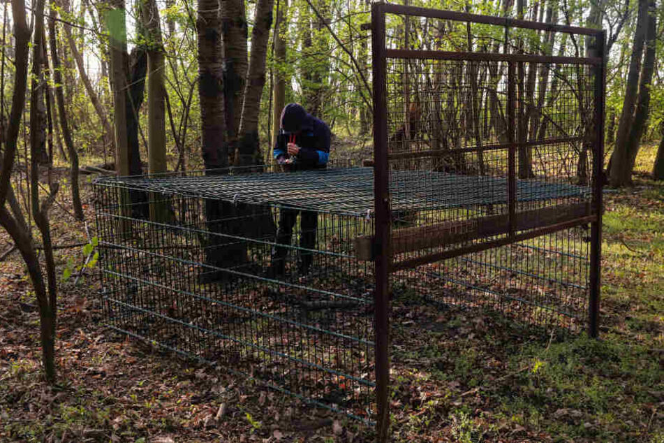 Ein Tierschützer (38) musste im April eine Wildschweinfalle reparieren, die er demoliert hatte. Die Falle soll Tiere von der Autobahn fernhalten.