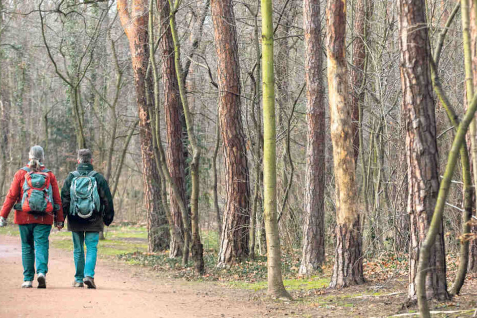 Mehr als 300 Bäume müssen im Blasewitzer Waldpark gefällt werden. Teile des Parks werden dafür ab Januar gesperrt.