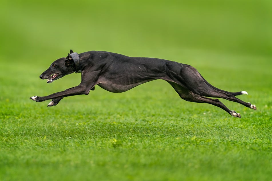 Ada Daniel mag Hunde lieber als Menschen. Sechs Greyhounds nannte sie ihr Eigen. Das Geheimnis ihres langen Lebens? (Symbolbild)