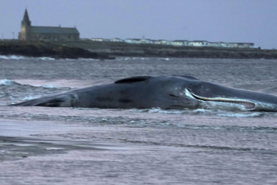 Grausamer Fund Pottwal Mit 100 Kilo Mull Im Magen Verendet Tag24