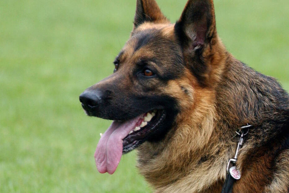 Ein Schäferhund hat eine 29-Jährige an der Wade verletzt. (Symbolbild)