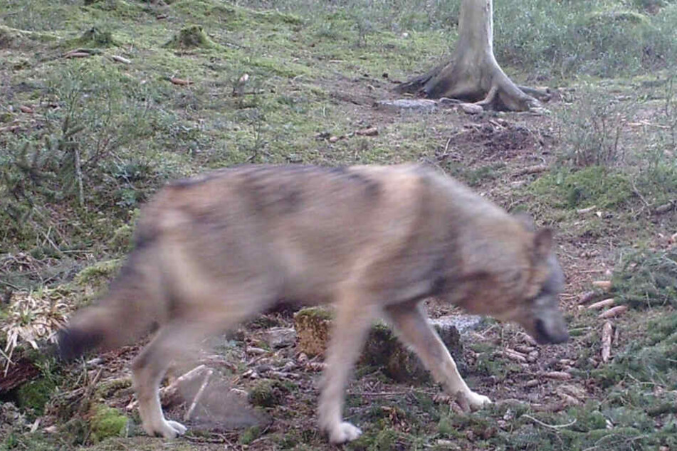Der Wolf, der durch den Nordschwarzwald zieht, wurde auf einer Fotofalle festgehalten.