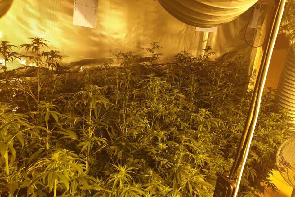 Die Polizei hat in Frechen eine Cannabis-Plantage entdeckt.