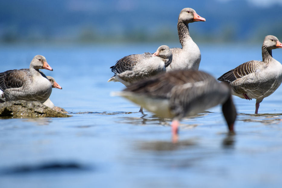 Neue Regierung im Fokus: Verbände fordern mehr Schutz für Natur