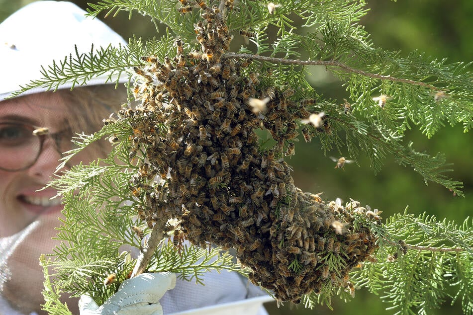 Imker in Berlin stellen in diesem Sommer eine besonders hohe Schwarmdichte von Bienen fest.