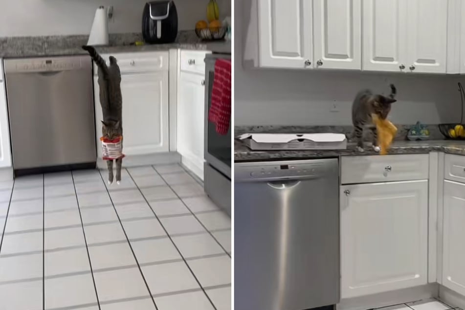 Lugar favorito de delito: la cocina. Allí, el gato Loki siempre encuentra algo que robar, ¡incluso el último trozo de pizza!
