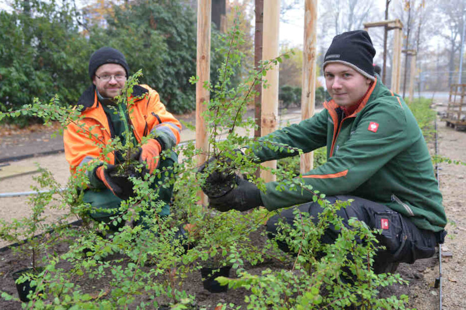 Dank Landschaftsgärtnern wie Lars Reibetanz (41) und Nick Neubert (22) wird der Küchwaldpark-Eingang wieder erblühen.