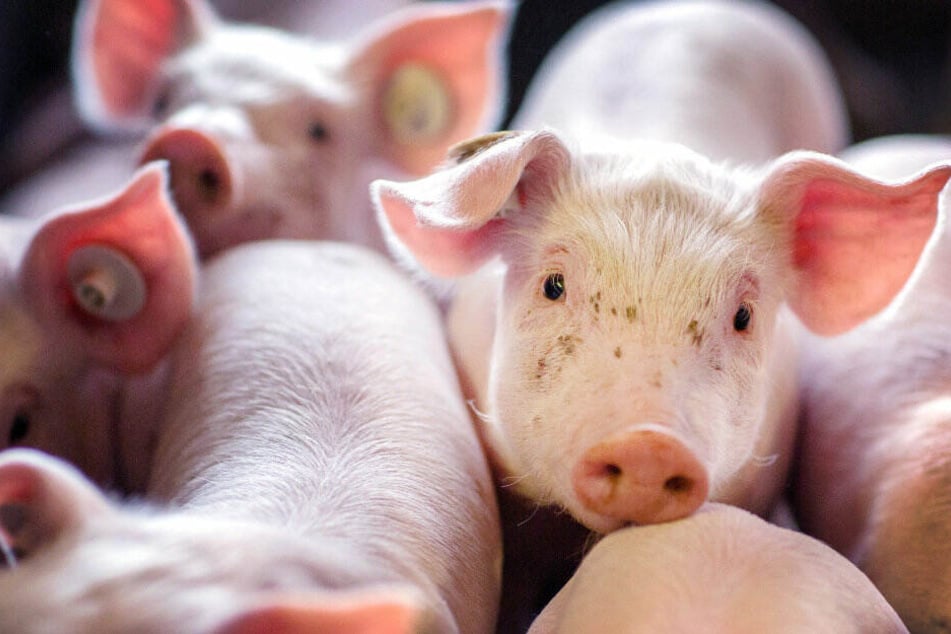 Die ersten Stufen des Programms gelten für die Schweinehaltung.