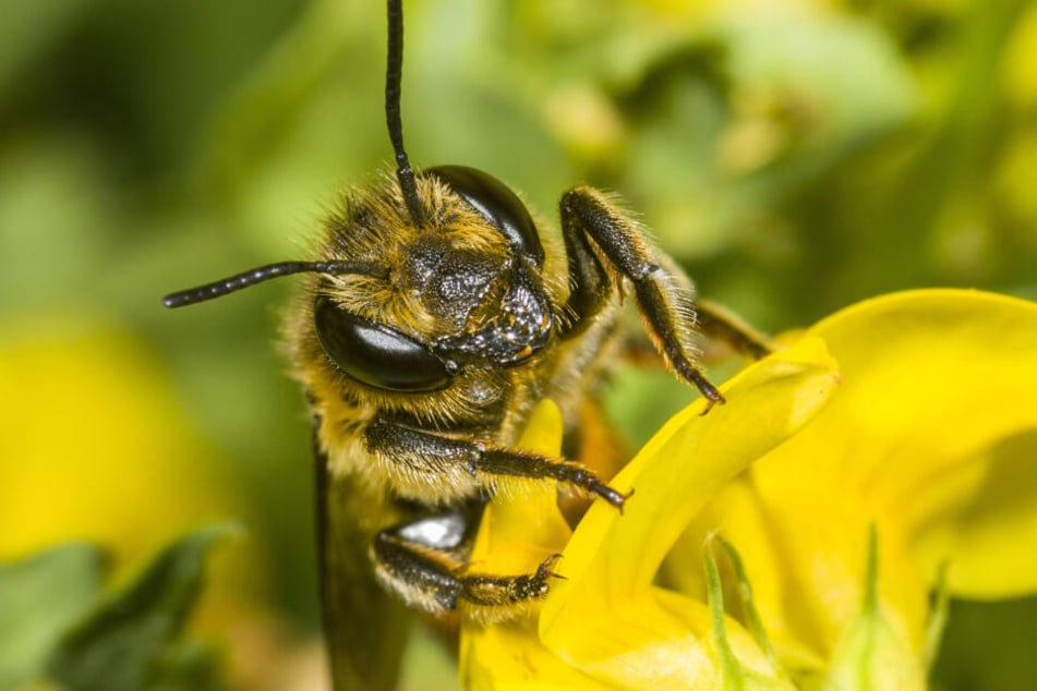 Auch die meisten Wildbienen-Arten sind im Freistaat gefährdet, so wie die Felsspaltenwollbiene.
