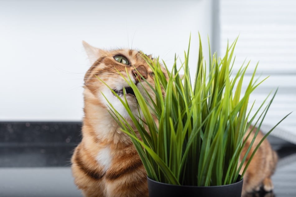 Ist das Katzengras zu hart, verletzt sich die Katze im Mundraum und erbricht Blut.