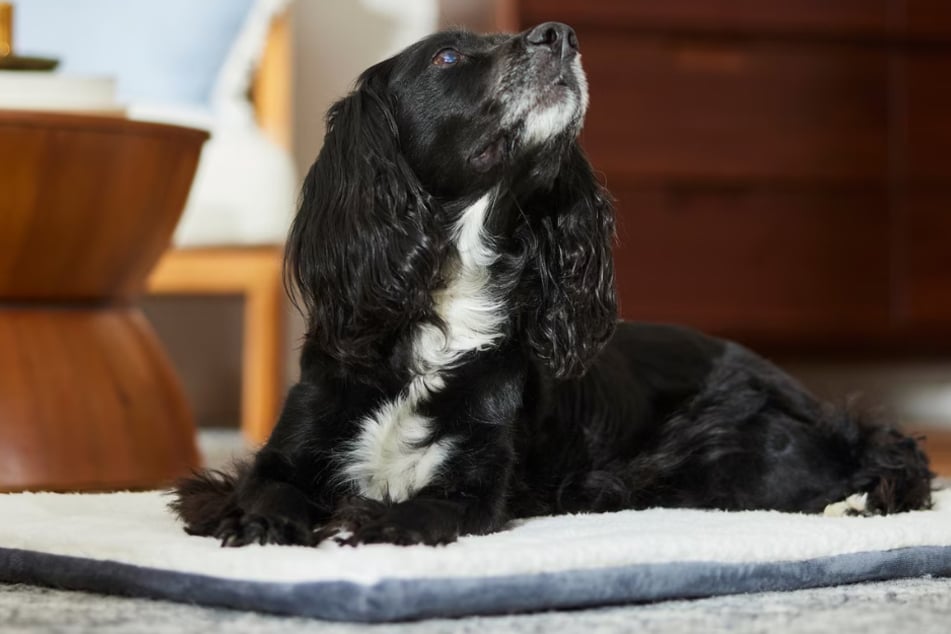 Prepare for the coldest days with Chewy's cozy deals this Saturday, November 22