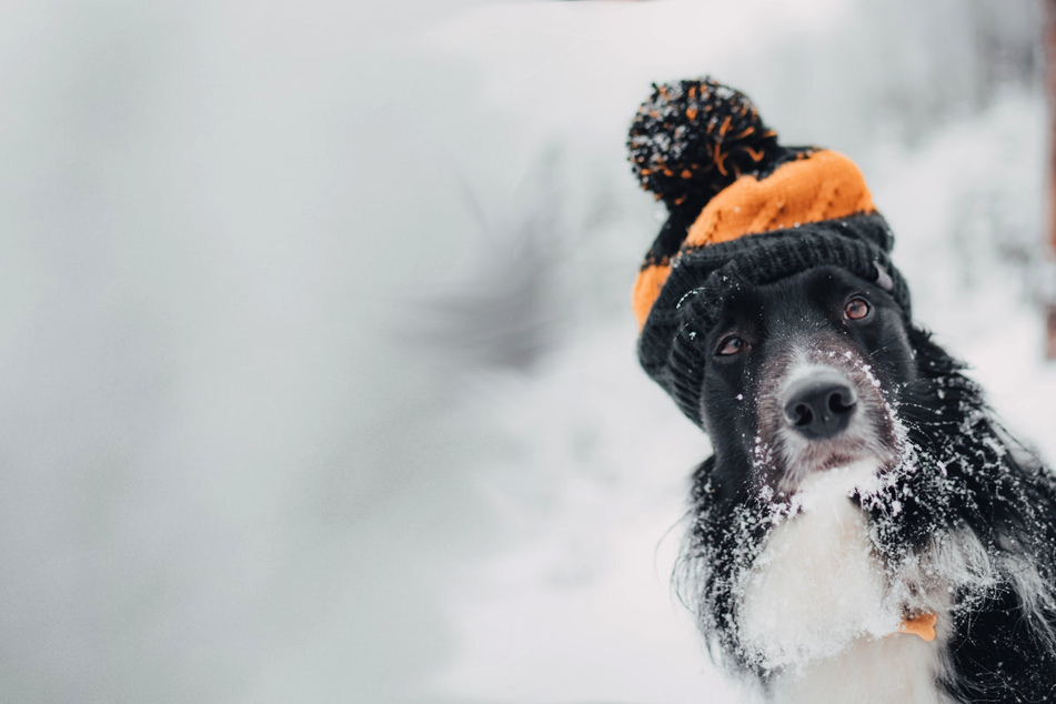 Does your pooch need warm winter clothing when you go out for a walk in the freezing cold?