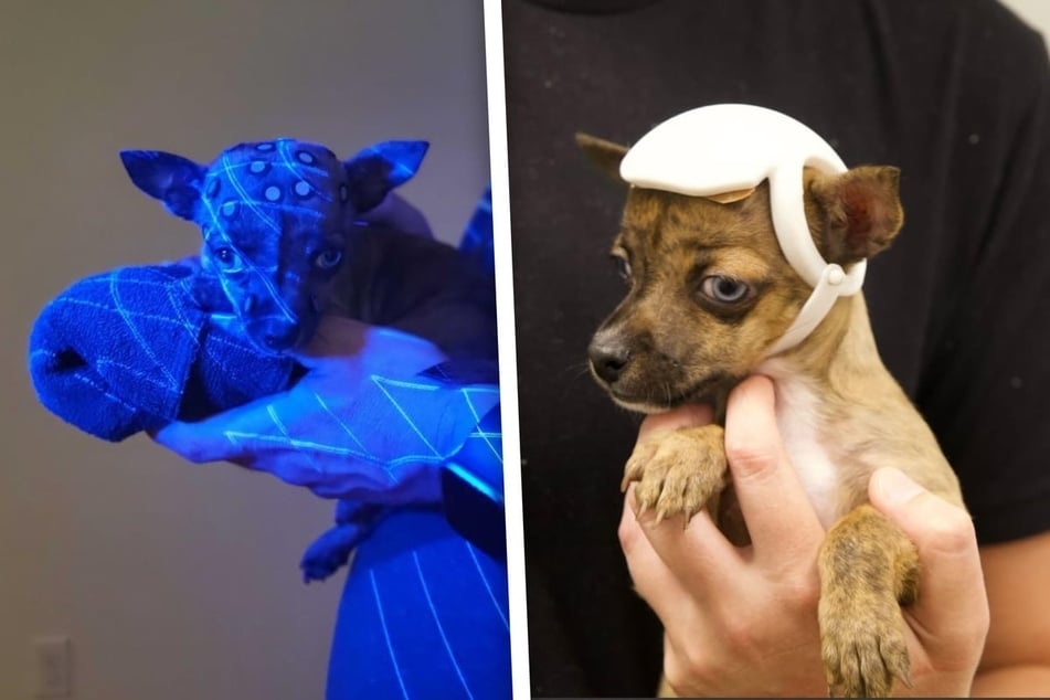 Tiny puppy with rare disease saved by adorable invention