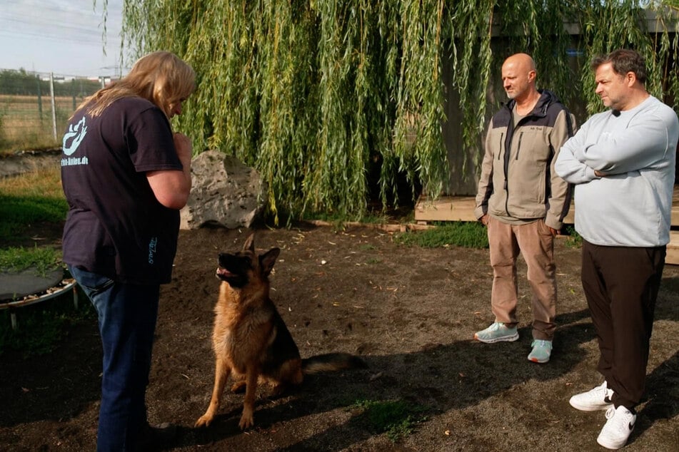 Tierheim-Leiterin Kirsten Höfer (l.) stellt Detlev Steves (2.v.r.) und Martin Rütter (r.) ihre Problemfälle vor - so wie hier Schäferhündin Blue.
