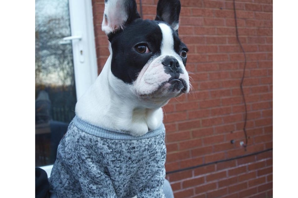 Die französische Bulldogge TJ erholte sich schnell von dem Eingriff.