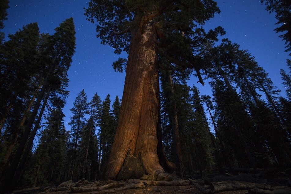The Grizzly Giant sequoia tree is 96 feet in circumference and thousands of years old.
