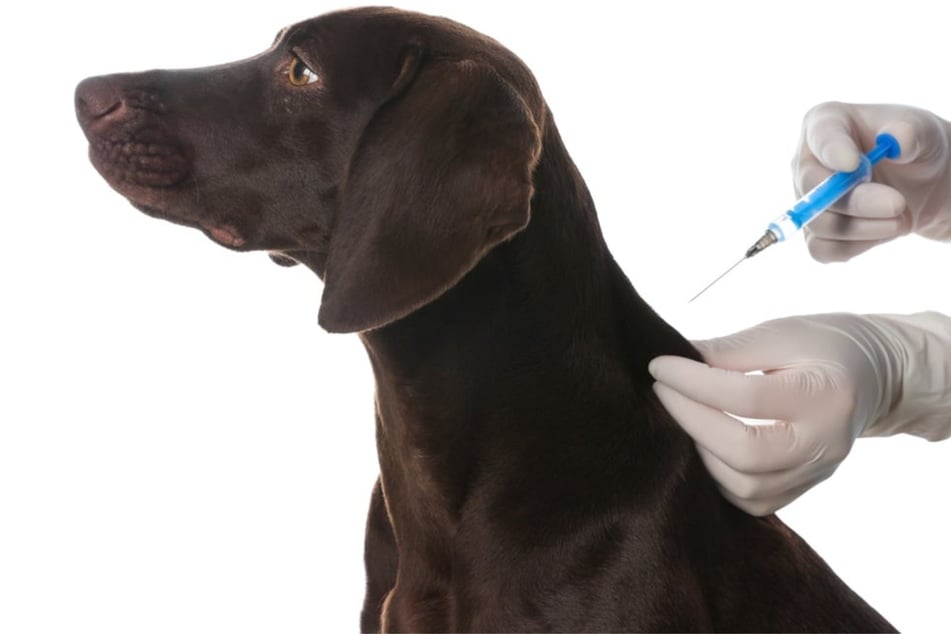 It's important to get your dog vaccinated, but can also be rather expensive. Here are some tips.