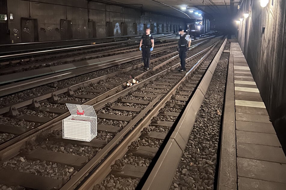 Einsatzkräfte versuchten die Entenfamilie auf den Gleisen einzufangen.
