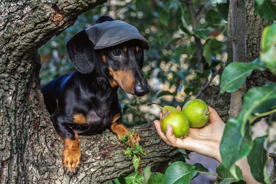 Sind Birnen gesund oder giftig für Hunde?