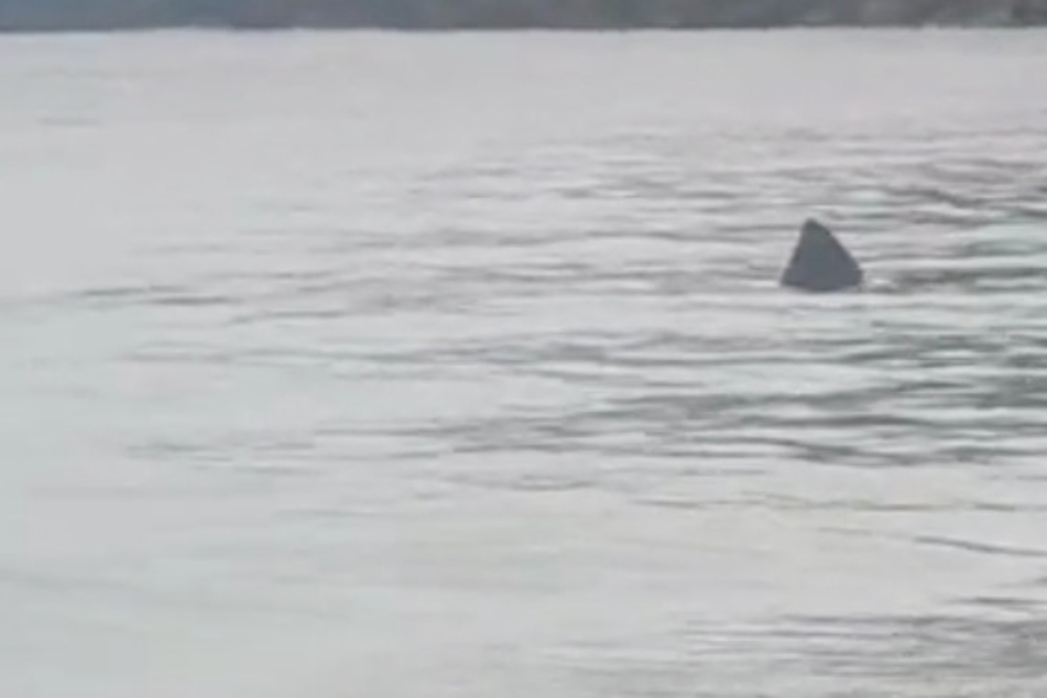 The fins were clearly visible as the basking sharks calmly swam around.