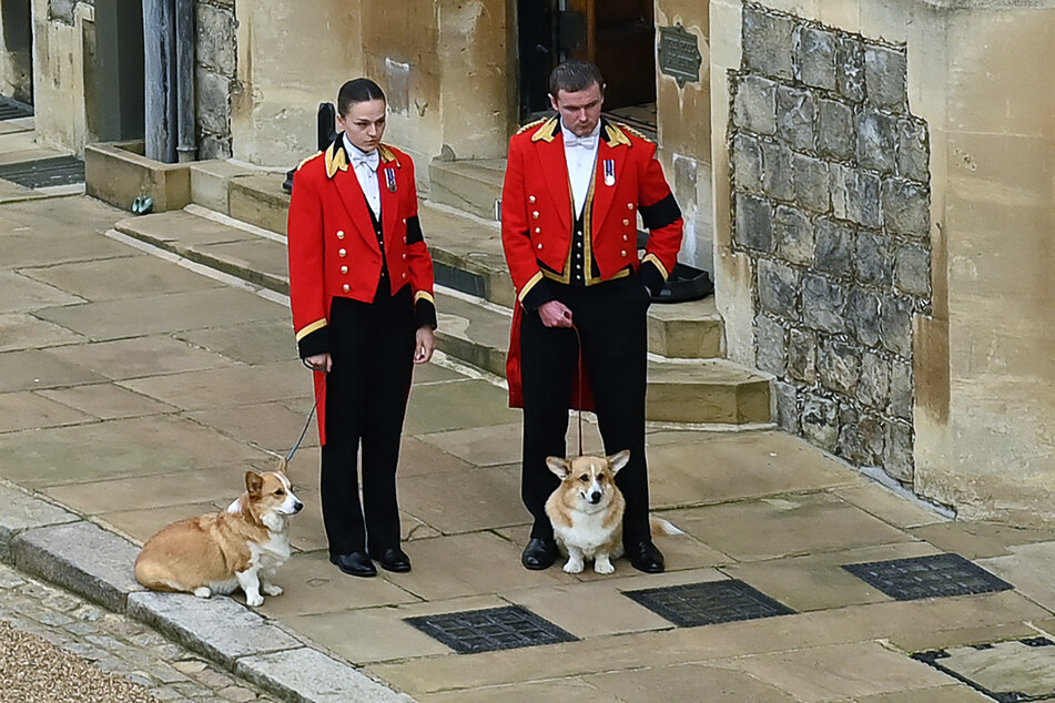 Corgis Muick and Sandy (pictured) now live with Prince Andrew and Sarah Ferguson.