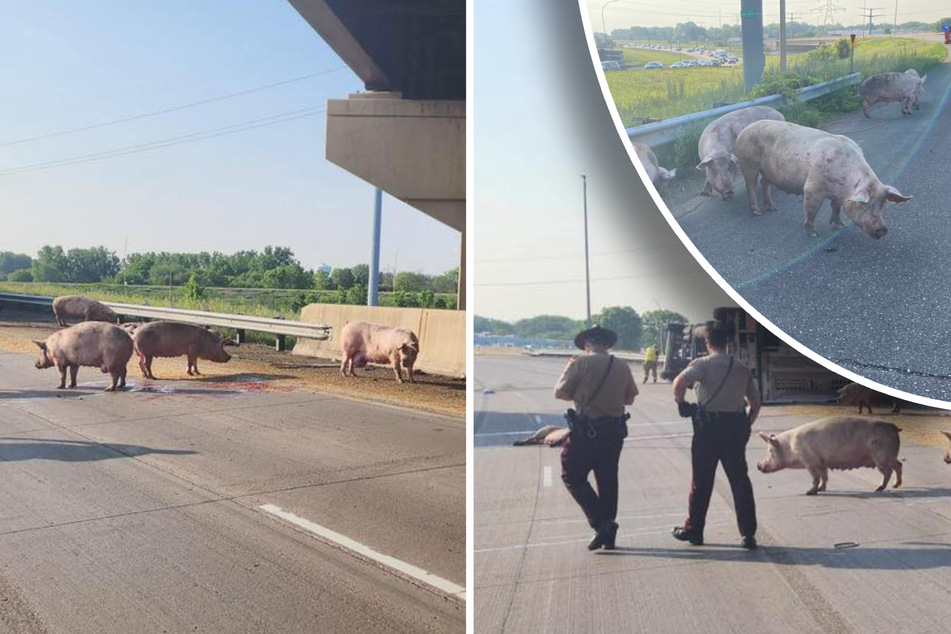 Chaos auf dem Highway: Etliche Schweine türmen aus Tiertransport und machen der Polizei zu schaffen