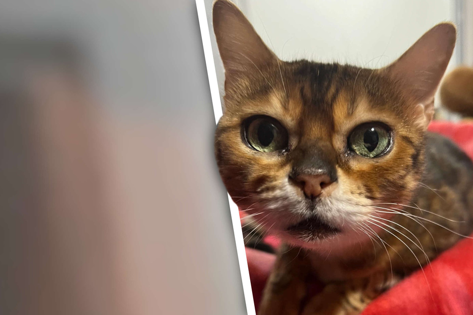Anmutige Bengal-Katze landet plötzlich im Tierheim: Der Grund empört Tierfreunde