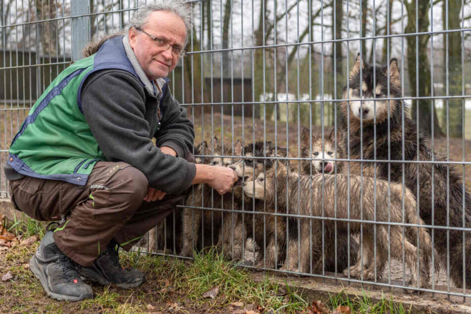Tierheim-Chef Jens von Lienen (61) mit den abgegebenen Huskys. Manche von ihnen sind erst zwölf Wochen alt.
