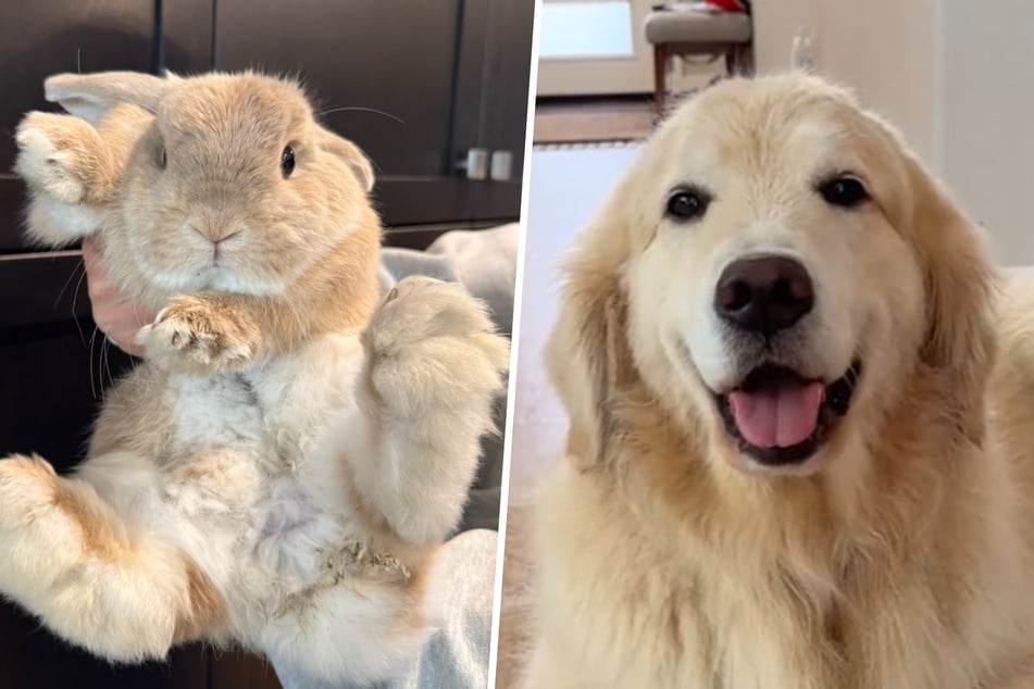 Dog meets a bunny for the first time, and his reaction is enchanting