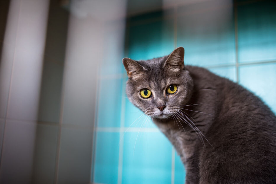 In Rennes steht eine Katze auf der Wahlliste. (Symbolbild)