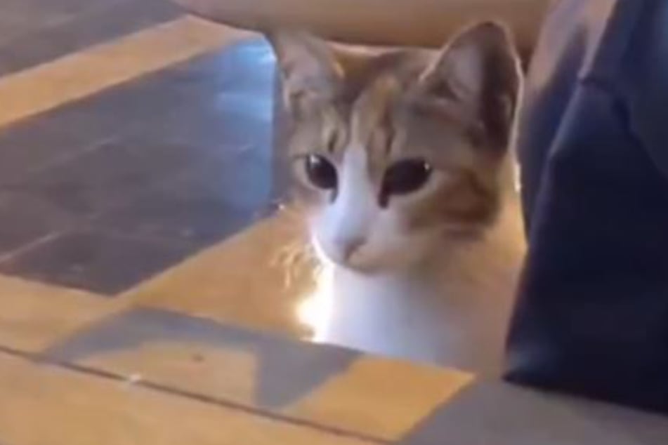 Diese kleine Katze lugte oft über den Tisch in einem Café.