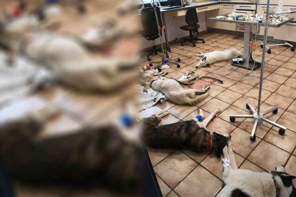 Sechs Hunde auf Privatgrundstück vergiftet Belohnung ausgesetzt! TAG24