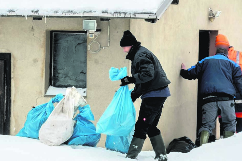 Die Kadaver der kleineren Tiere wurden für den Abtransport in Müllsäcke verpackt.