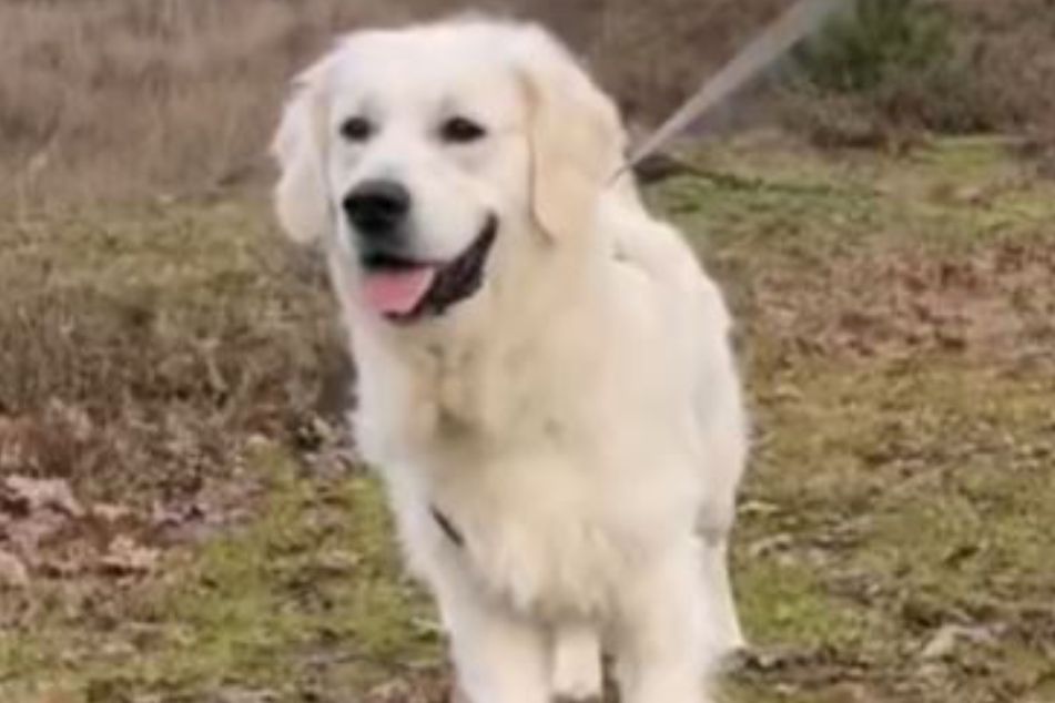 This golden retriever isn't allowed to jump on his grandparents and his reaction is priceless