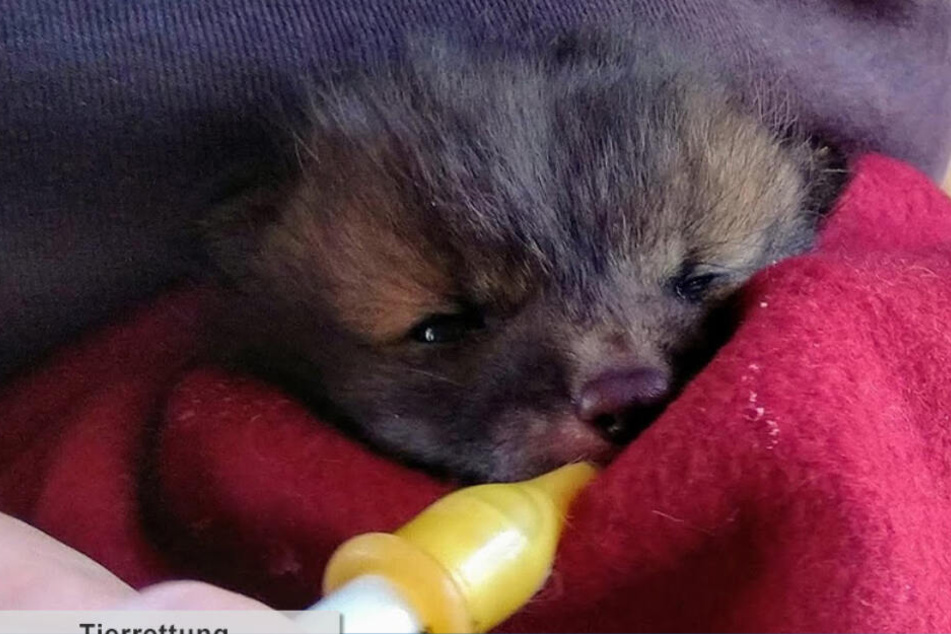In der Wildtier-Station bekam das kleine Fuchs-Mädchen erst einmal ein Fläschchen Milch.