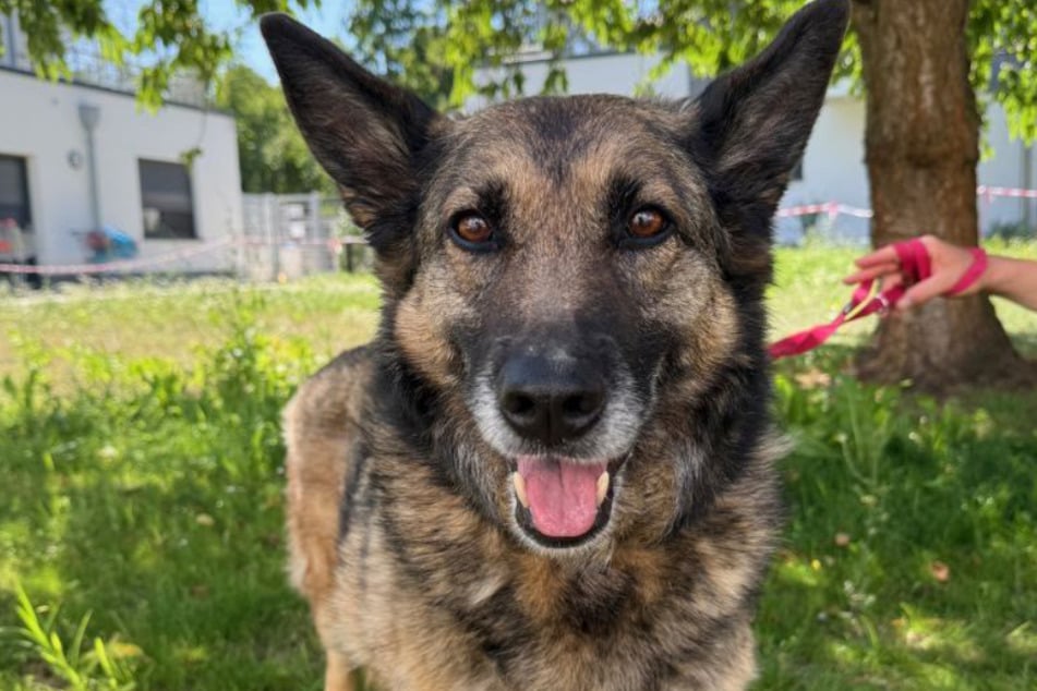Schäferhündin Lupe lebt schon seit fünf Jahren im Tierheim - das soll sich nun endlich ändern.