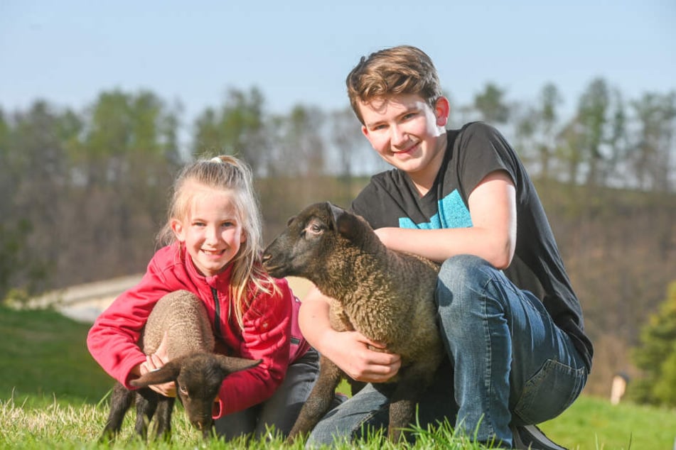 Klara Marie (8) und Julius (13) haben ihre Suffolk-Lämmchen gern - aber nicht zum Fressen!