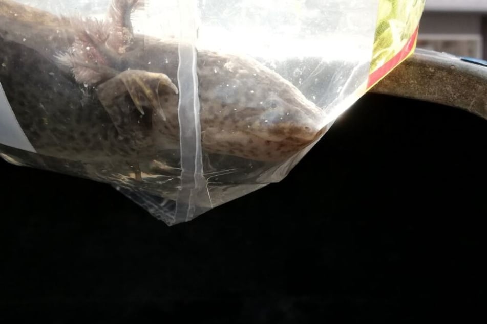 Der Lurch lag in einer Plastik-Tüte.