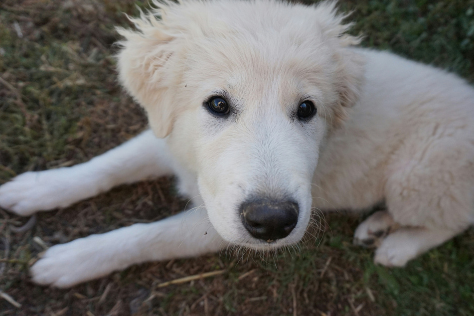 Few blonde dogs are as sweet and fun as the Great Pyrenees.