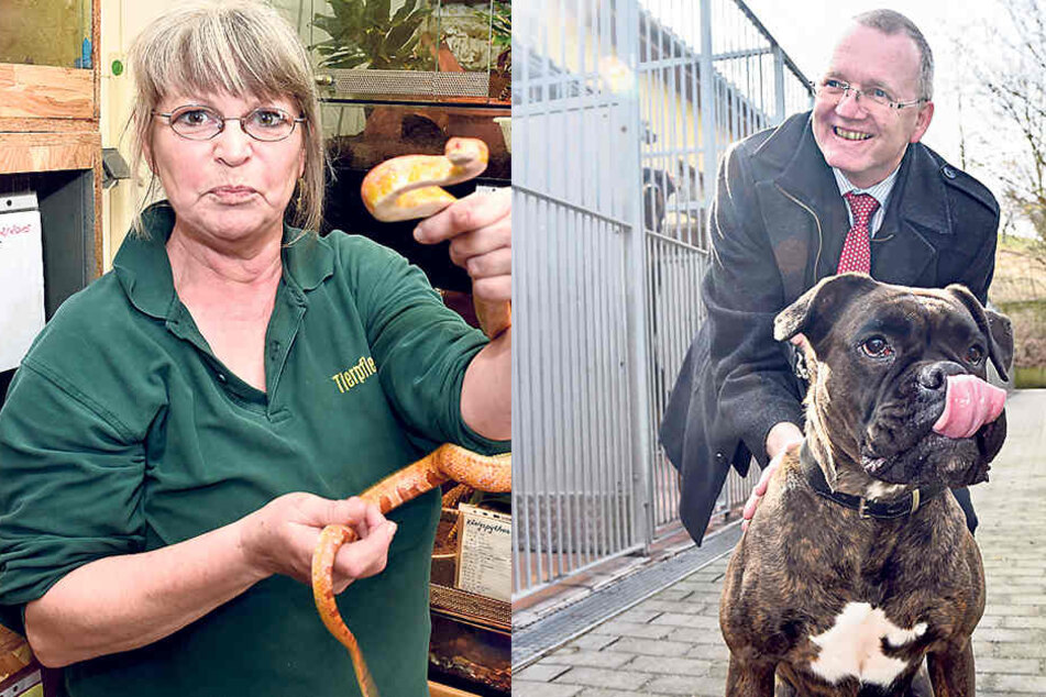 Tierpflegerin Iris Rothe (58) zeigt eine Kornnatter.
Ordnungsbürgermeister Detlef Sittel (50, CDU) besuchte gestern das Dresdner
Tierheim. Boxerhündin Cora (5) freute
sich.