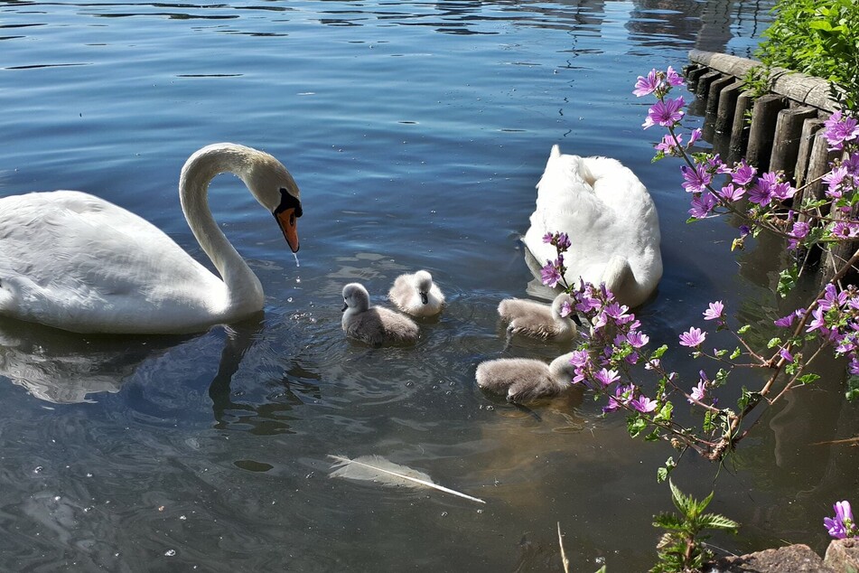 Princess with partner and three chicks.